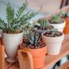 Indoor Plants Are Meaningful for 2 Life-Changing Reasons, Study Finds