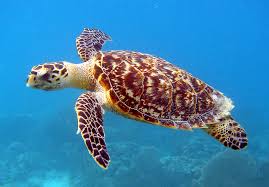 Sea Turtle Nests Thrive Along the Georgia Coast