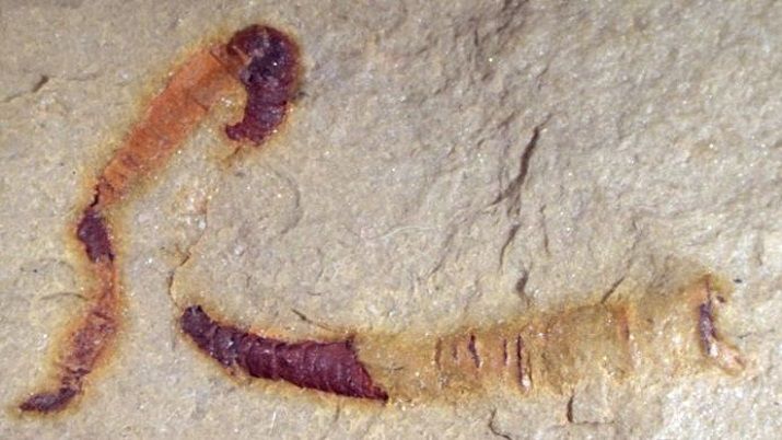 Researchers discover oldest-known fossilized digestive tract at 550 million years of age