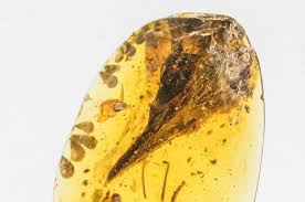 Smallest realized dinosaur found preserved in amber